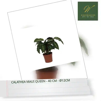 Calathea Maui Queen - 40 cm - &Oslash;12cm by@Outfy