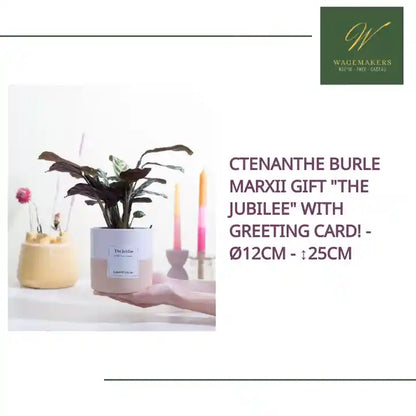 Ctenanthe Burle Marxii Gift "The Jubilee" WITH GREETING CARD! - &Oslash;12cm - ↕25cm by@Outfy