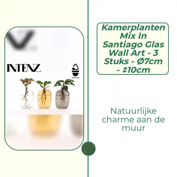 Kamerplanten Mix in Santiago Glas Wall Art - 3 stuks - &Oslash;7cm - ↕10cm by@Outfy