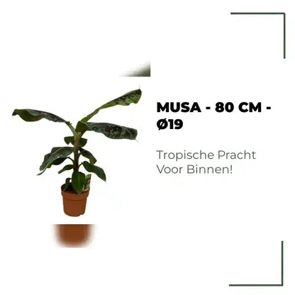 Musa - 80 cm - &Oslash;19 by@Outfy