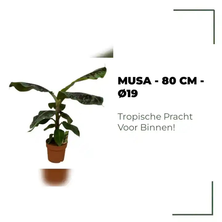 Musa - 80 cm - &Oslash;19 by@Outfy