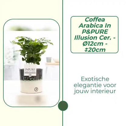 Coffea Arabica In P&amp;PURE Illusion Cer. - &Oslash;12cm - ↕20cm by@Outfy