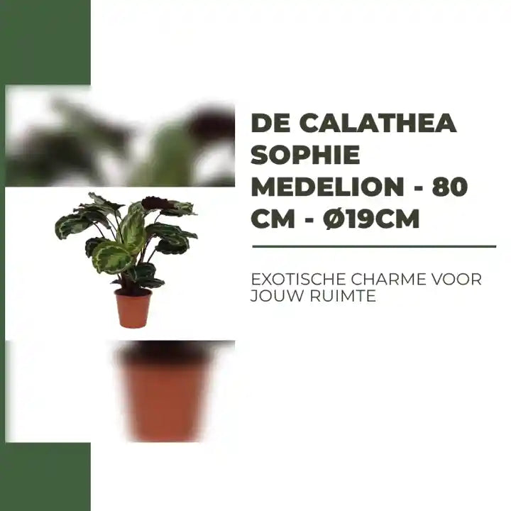 De Calathea Sophie Medelion - 80 cm - &Oslash;19cm by@Outfy