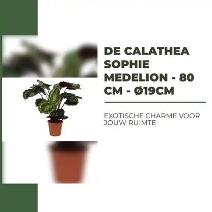 De Calathea Sophie Medelion - 80 cm - &Oslash;19cm by@Outfy