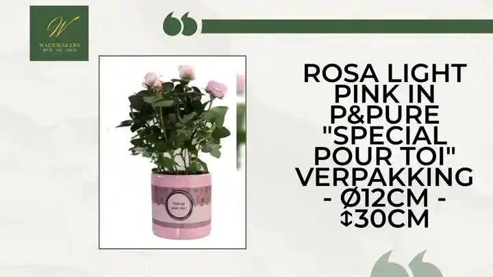 Rosa Light Pink In P&PURE "SPECIAL POUR TOI" Verpakking - &Oslash;12cm - ↕30cm by@Outfy