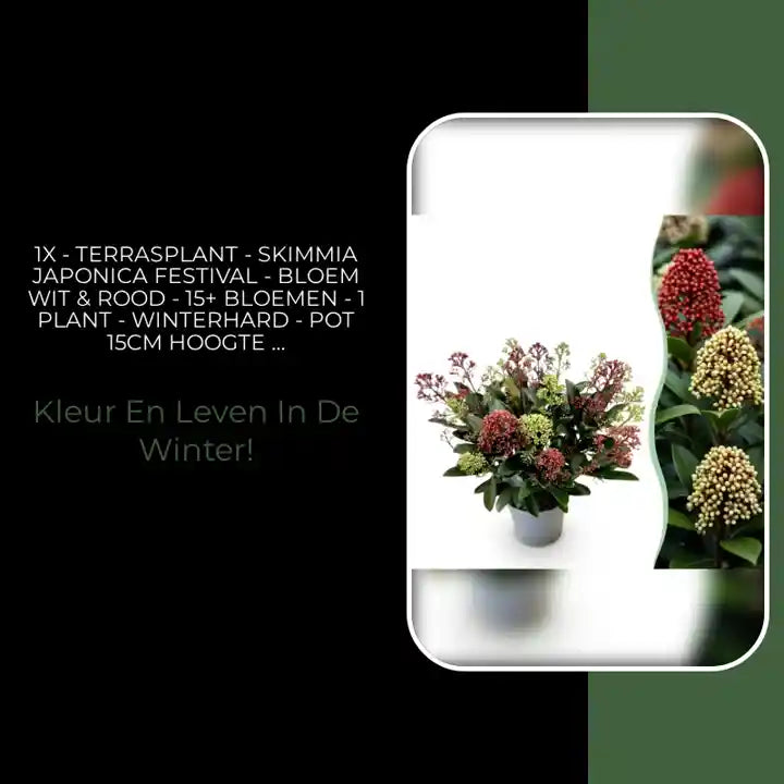 1x - Terrasplant - Skimmia japonica Festival - Bloem Wit & Rood - 15+ Bloemen - 1 Plant - Winterhard - Pot 15cm Hoogte 30cm by@Outfy