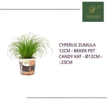 Cyperus Zumula 12cm - Beker Pet Candy Kat - &Oslash;12cm - ↕23cm by@Outfy