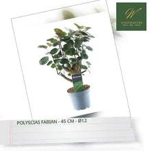 Polyscias Fabian - 45 cm - &oslash;12 by@Outfy