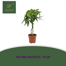 Pachira Aquatica - 70 cm by@Outfy