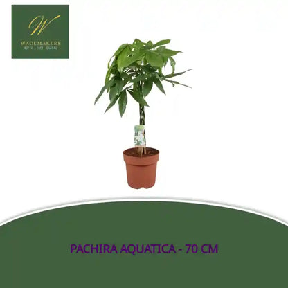 Pachira Aquatica - 70 cm by@Outfy