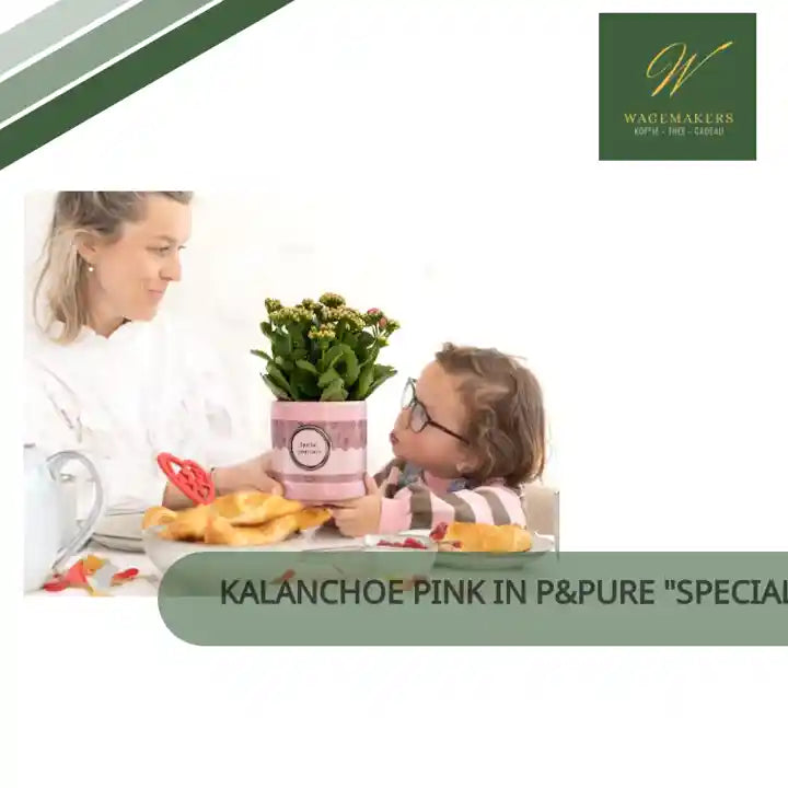 Kalanchoe Pink In P&amp;PURE "SPECIAL POUR TOI" Verpakking - &Oslash;12cm - ↕27cm by@Outfy