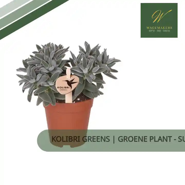 Kolibri Greens | Groene plant - Succulent Tarantula - groene kamerplant - vers van de kweker - &Oslash;9cm by@Outfy