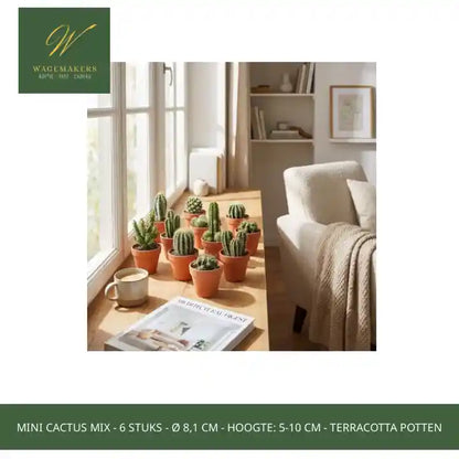 Mini Cactus Mix - 6 Stuks - &Oslash; 8,1 cm - Hoogte: 5-10 cm - Terracotta Potten by@Outfy