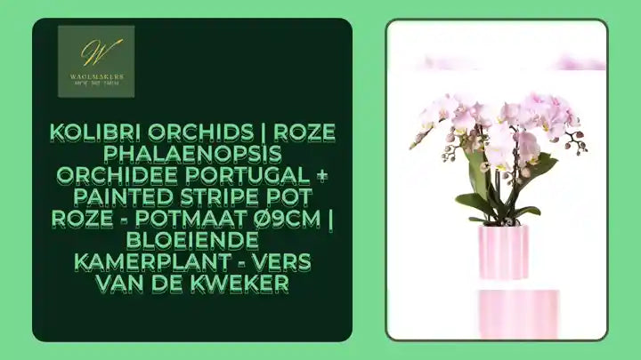 Kolibri Orchids | Roze Phalaenopsis orchidee Portugal + Painted Stripe pot roze - potmaat &Oslash;9cm | bloeiende kamerplant - vers van de kweker by@Outfy