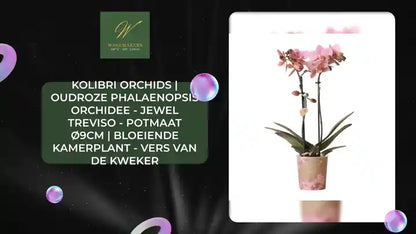 Kolibri Orchids | oudroze Phalaenopsis orchidee - Jewel Treviso - potmaat &Oslash;9cm | bloeiende kamerplant - vers van de kweker by@Outfy