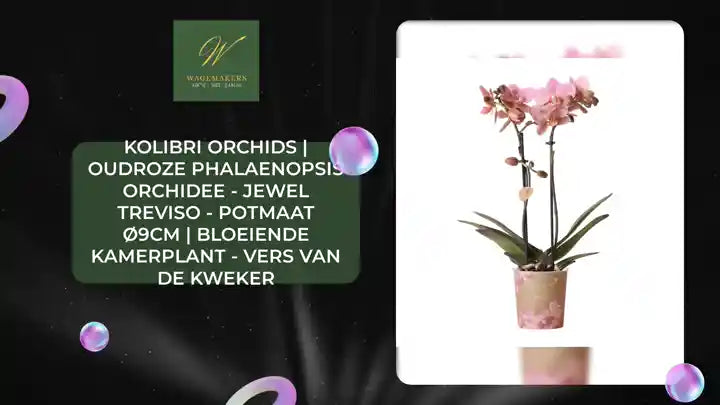 Kolibri Orchids | oudroze Phalaenopsis orchidee - Jewel Treviso - potmaat &Oslash;9cm | bloeiende kamerplant - vers van de kweker by@Outfy