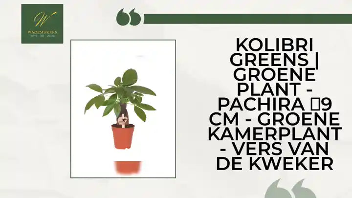 Kolibri Greens | Groene plant - Pachira ⌀9 cm - groene kamerplant - vers van de kweker by@Outfy