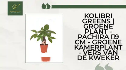 Kolibri Greens | Groene plant - Pachira ⌀9 cm - groene kamerplant - vers van de kweker by@Outfy