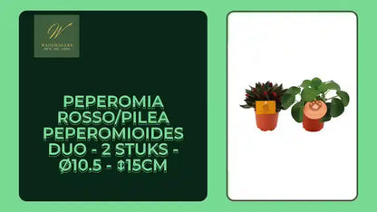 Peperomia Rosso/Pilea Peperomioides Duo - 2 stuks - &Oslash;10.5 - ↕15cm by@Outfy