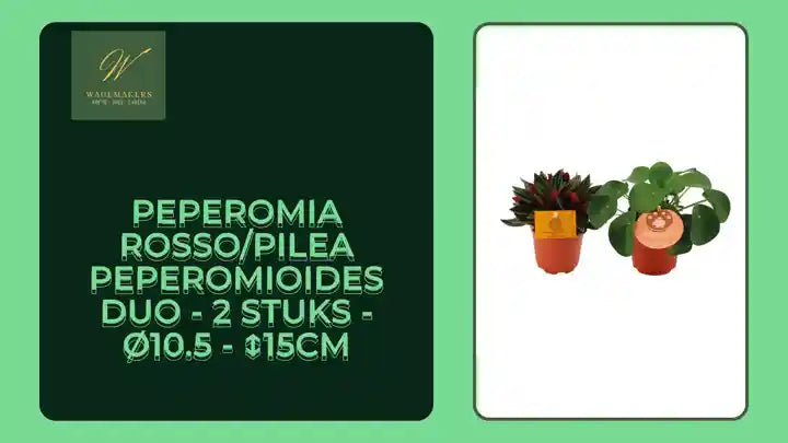 Peperomia Rosso/Pilea Peperomioides Duo - 2 stuks - &Oslash;10.5 - ↕15cm by@Outfy