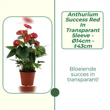 Anthurium Success Red In Transparant Sleeve - &Oslash;14cm - ↕43cm by@Outfy