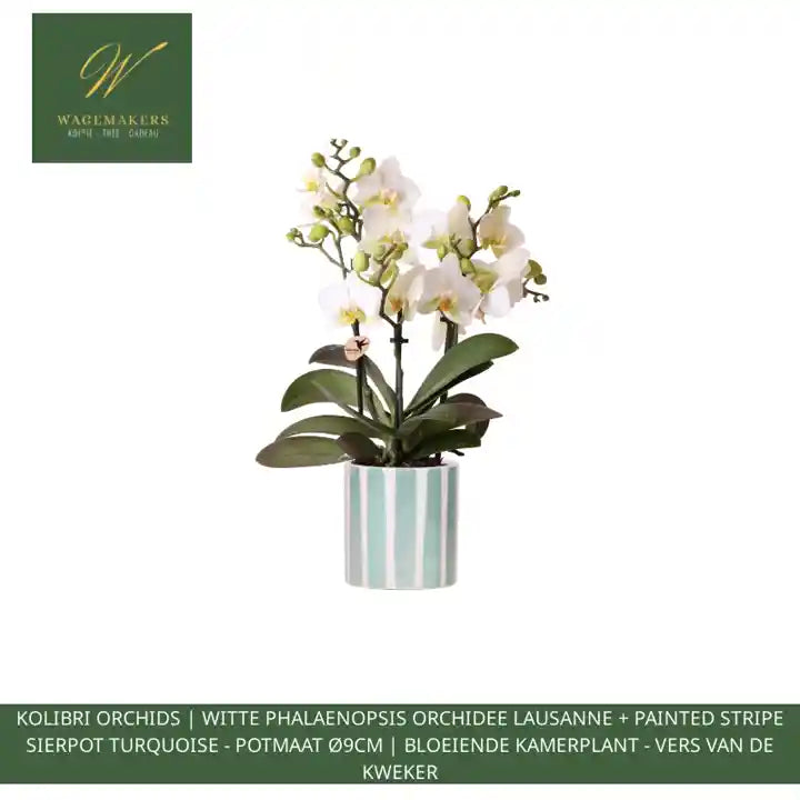 Kolibri Orchids | witte phalaenopsis orchidee Lausanne + Painted Stripe sierpot turquoise - potmaat &Oslash;9cm | bloeiende kamerplant - vers van de kweker by@Outfy