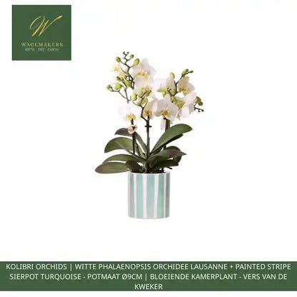 Kolibri Orchids | witte phalaenopsis orchidee Lausanne + Painted Stripe sierpot turquoise - potmaat &Oslash;9cm | bloeiende kamerplant - vers van de kweker by@Outfy