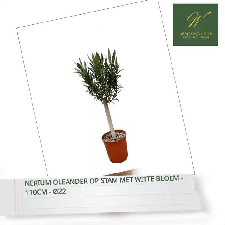 Nerium Oleander op stam met witte bloem - 110cm - &Oslash;22 by@Outfy