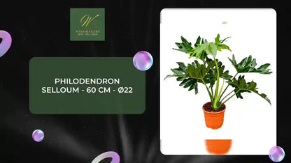 Philodendron Selloum - 60 cm - &Oslash;22 by@Outfy