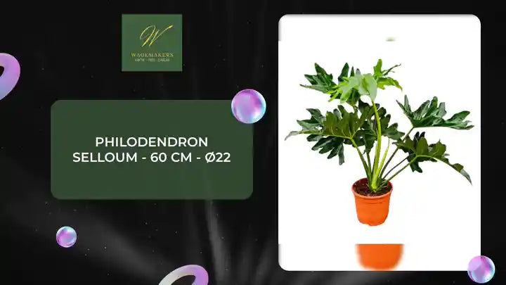 Philodendron Selloum - 60 cm - &Oslash;22 by@Outfy