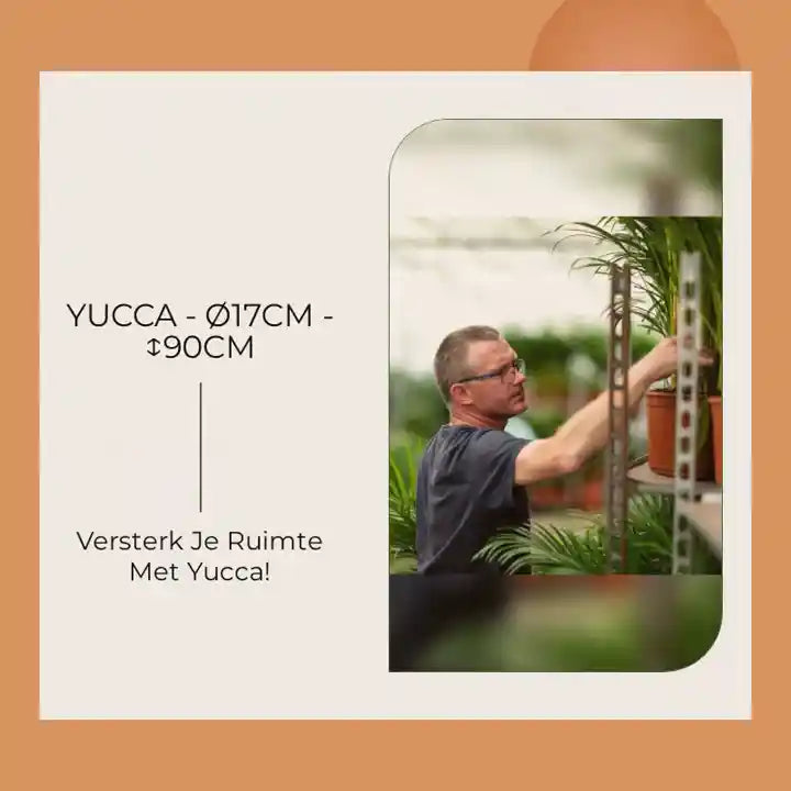 Yucca - &Oslash;17cm - ↕90cm by@Outfy