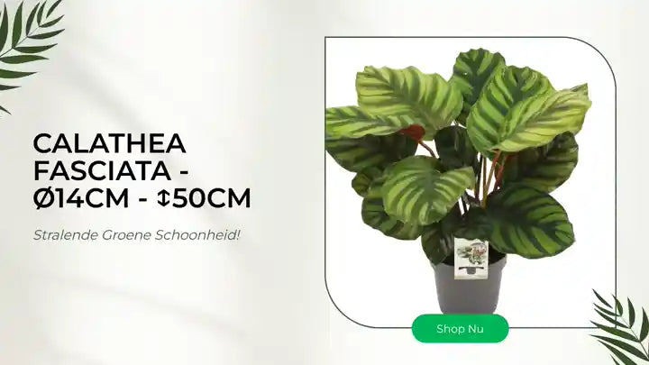 Calathea Fasciata - &Oslash;14cm - ↕50cm by@Outfy