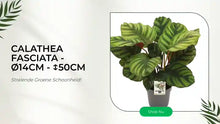 Calathea Fasciata - &Oslash;14cm - ↕50cm by@Outfy