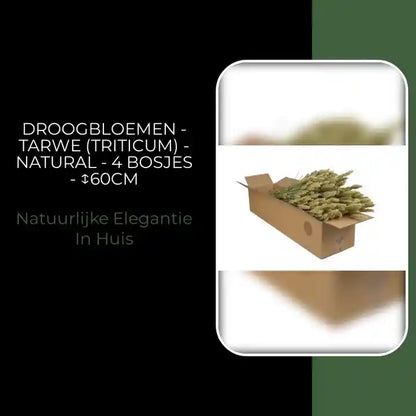 Droogbloemen - Tarwe (Triticum) - Natural - 4 bosjes - ↕60cm by@Outfy