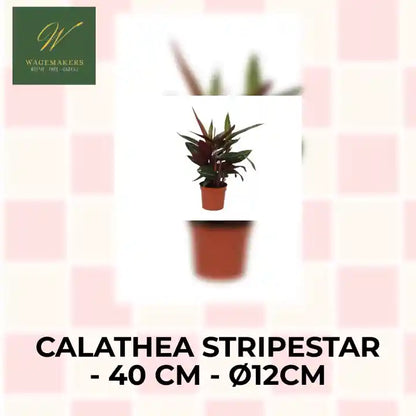 Calathea Stripestar - 40 cm - &Oslash;12cm by@Outfy