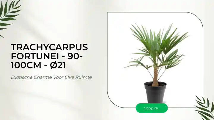 Trachycarpus Fortunei - 90-100cm - &Oslash;21 by@Outfy
