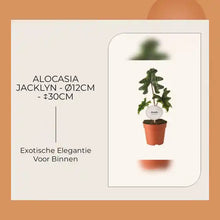 Alocasia Jacklyn - &Oslash;12cm - ↕30cm by@Outfy