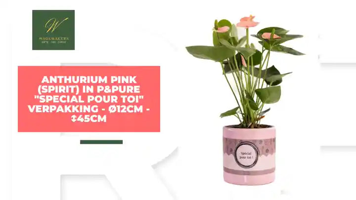 Anthurium Pink (Spirit) In P&amp;PURE "SPECIAL POUR TOI" Verpakking - &Oslash;12cm - ↕45cm by@Outfy