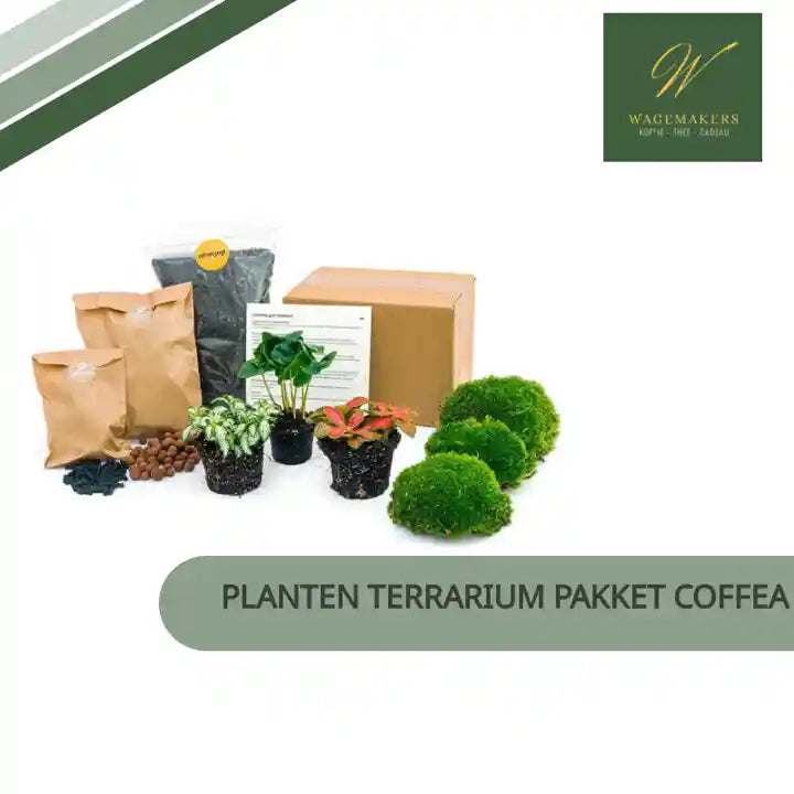 Planten terrarium pakket Coffea Arabica - Navulling &amp; Startpakket- DIY by@Outfy