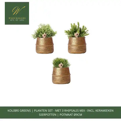 Kolibri Greens | Planten set - met 3 Rhipsalis mix - incl. keramieken sierpotten | potmaat &Oslash;9cm by@Outfy