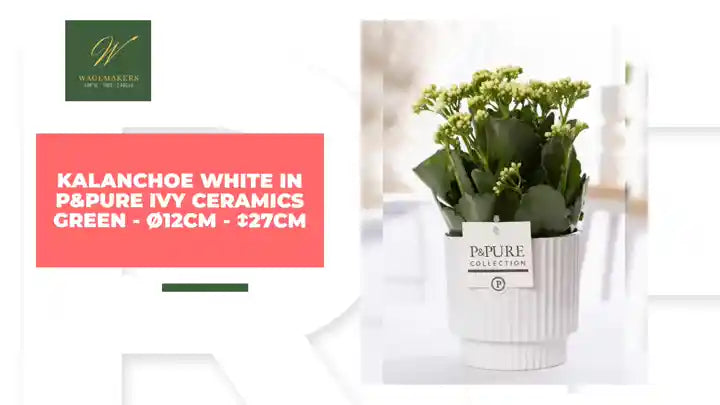 Kalanchoe White In P&PURE Ivy Ceramics Green - &Oslash;12cm - ↕27cm by@Outfy
