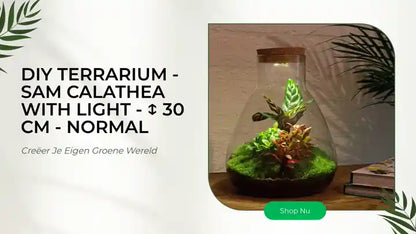 DIY terrarium - Sam Calathea with Light - ↕ 30 cm - Normal by@Outfy