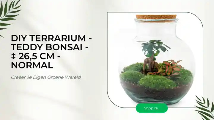 DIY terrarium - Teddy bonsai - ↕ 26,5 cm - Normal by@Outfy