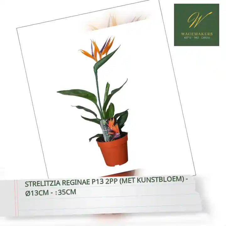 Strelitzia Reginae P13 2pp (met Kunstbloem) - &Oslash;13cm - ↕35cm by@Outfy