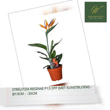 Strelitzia Reginae P13 2pp (met Kunstbloem) - &Oslash;13cm - ↕35cm by@Outfy