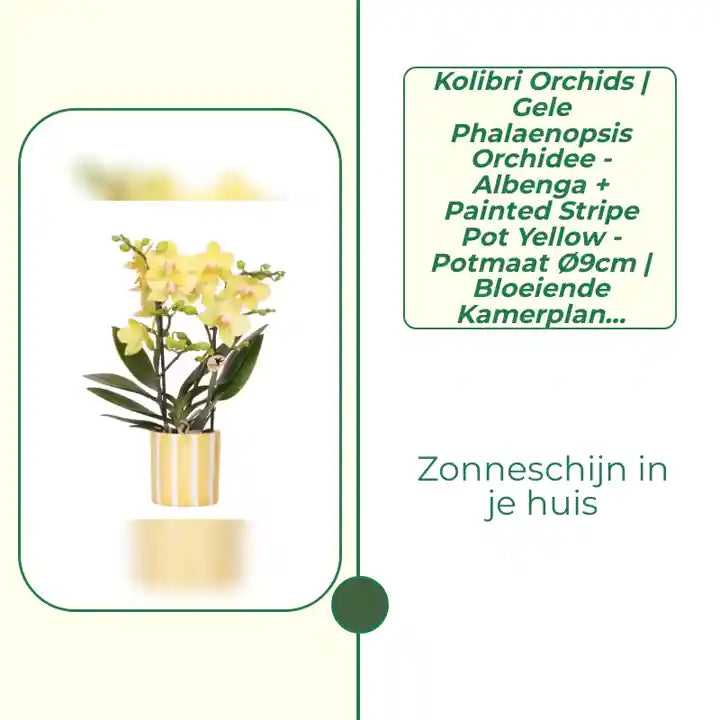 Kolibri Orchids | gele Phalaenopsis orchidee - Albenga + Painted Stripe pot yellow - potmaat &Oslash;9cm | bloeiende kamerplant - vers van de kweker by@Outfy