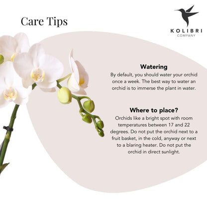 Kolibri Orchids | White Phalaenopsis orchid – Amabilis + Le Chic decorative pot gold – pot size Ø9cm – 40cm high | flowering houseplant in a flowerpot - fresh from the grower