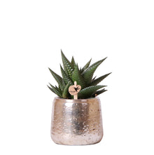 Hummingbird Greens | Grüne Pflanze – Sukkulente Haworthia limifolia im luxuriösen silbernen Topf – Topfgröße Ø 9 cm – grüne Zimmerpflanze – frisch vom Züchter