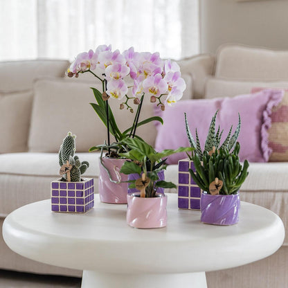 Kolibri Orchids | Pink phalaenopsis orchid - Portugal - pot size Ø9cm | flowering houseplant - fresh from the grower