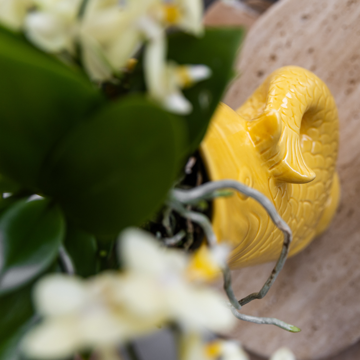 Mediterranean Sunset plantenpakket met gele keramieken sierpot en witte Phalaenopsis Orchidee.